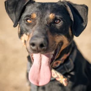Zefir, Mixed Breed (Schronisko Skałowo)