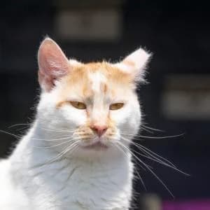 Jessica,  Mixed Breed for adoption at Schronisko Skałowo