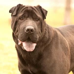 Nitro, Mixed Breed (Schronisko Skałowo)