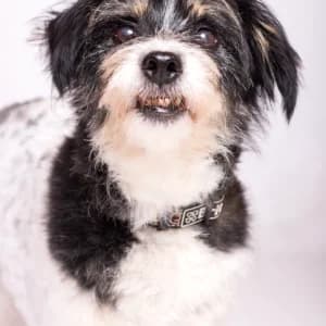 Mecenas,  Mixed Breed for adoption at Schronisko Skałowo