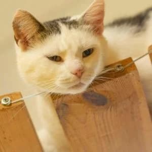 Ola,  Mixed Breed for adoption at Schronisko Skałowo