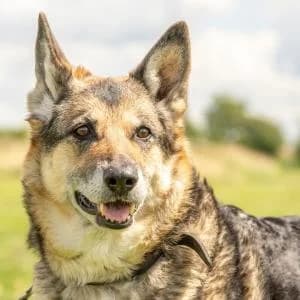 Bari,  Mixed Breed for adoption at Schronisko Skałowo