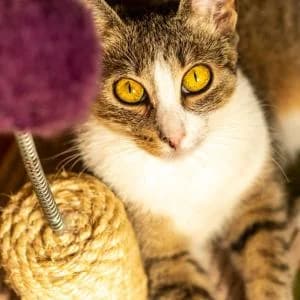 Saga,  Mixed Breed for adoption at Schronisko Skałowo