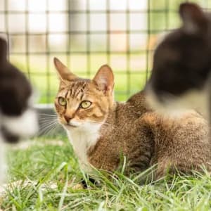 Cyryl,  Mixed Breed for adoption at Schronisko Skałowo