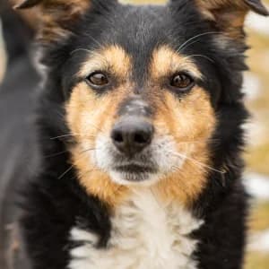 Bendżi, Mixed Breed (Schronisko Skałowo)
