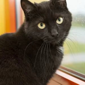 Paddy,  3yo Mixed Breed for adoption at Saving Saints Rescue UK (Big Paws Welfare)