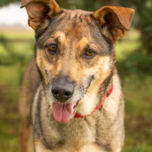 Toffik, Mixed Breed (Schronisko Skałowo)