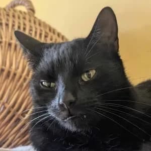 Krecik,  Mixed Breed for adoption at Schronisko Skałowo