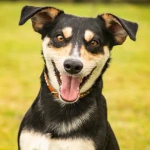 Dyzio, Mixed Breed (Schronisko Skałowo)