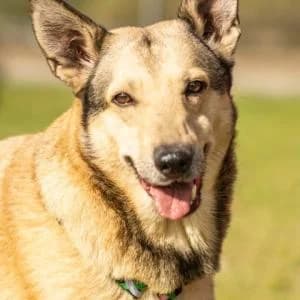 Rozmaryn, Mixed Breed (Schronisko Skałowo)