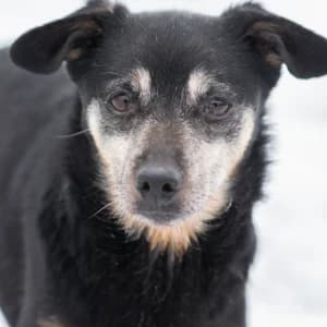 Ptysiu, Mixed Breed (Schronisko Skałowo)