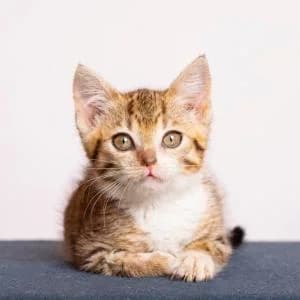 Marcysia,  Mixed Breed for adoption at Schronisko Skałowo