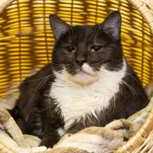 Cola,  Mixed Breed for adoption at Schronisko Skałowo