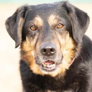 Bazyl, Mixed Breed (Schronisko Skałowo)
