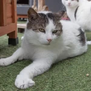 Otis,  7yo Mixed Breed for adoption at Saving Saints Rescue UK (Big Paws Welfare)