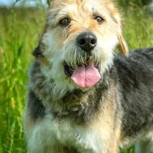 Frodo, Mixed Breed (Schronisko Skałowo)