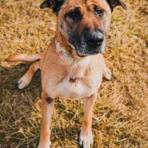 Celestynka, Mixed Breed (Schronisko Skałowo)