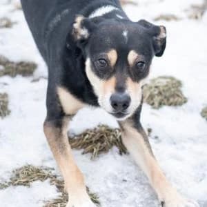 Julian, Mixed Breed (Schronisko Skałowo)