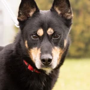 Azjata, Mixed Breed (Schronisko Skałowo)