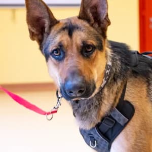 Czarek, Mixed Breed (Schronisko Skałowo)