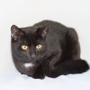 Gucio,  Mixed Breed for adoption at Schronisko Skałowo