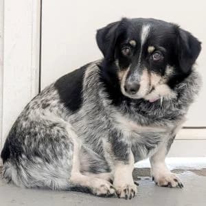 Scrapi,  Mixed Breed for adoption at Schronisko Skałowo