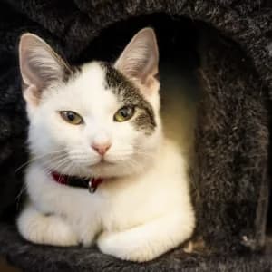 Cyclops,  4yo Mixed Breed for adoption at Saving Saints Rescue UK (Big Paws Welfare)