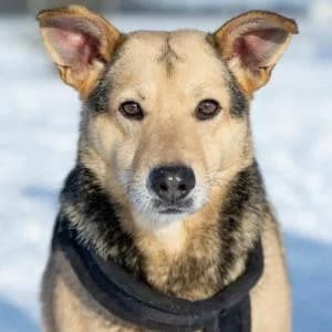 Pieprz, Mixed Breed (Schronisko Skałowo)