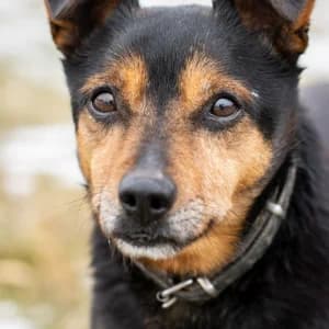 Tymek, Mixed Breed (Schronisko Skałowo)
