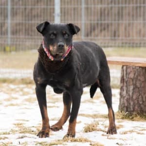 Molly, Mixed Breed for adoption at Schronisko Skałowo