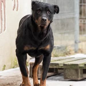 Holly, Mixed Breed for adoption at Schronisko Skałowo