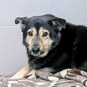Dziurawiec, Mixed Breed (Schronisko Skałowo)