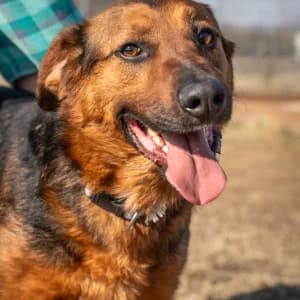 Bolek, Mixed Breed (Schronisko Skałowo)