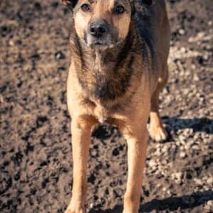 Lolek, Mixed Breed (Schronisko Skałowo)