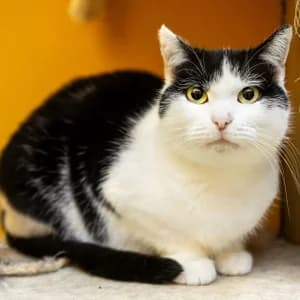 Hrabina,  Mixed Breed for adoption at Schronisko Skałowo