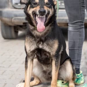 Racek, Mixed Breed (Schronisko Skałowo)