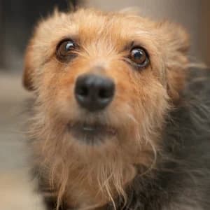 Sara, Mixed Breed (Schronisko Skałowo)