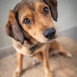 Mela, Mixed Breed (Schronisko Skałowo)