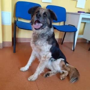 Dexter, Mixed Breed (Schronisko Skałowo)