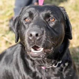 Misza, Mixed Breed (Schronisko Skałowo)