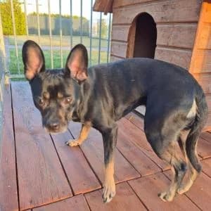 Gloria, Mixed Breed (Schronisko Skałowo)