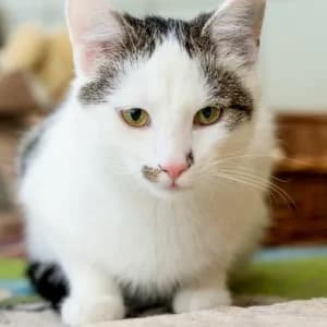 Junior,  Mixed Breed for adoption at Schronisko Skałowo