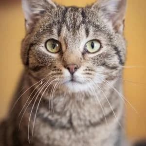 Piękniś,  Mixed Breed for adoption at Schronisko Skałowo