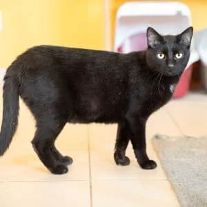 Bigos,  Mixed Breed for adoption at Schronisko Skałowo