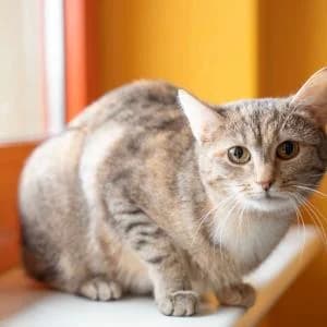 Rika,  Mixed Breed for adoption at Schronisko Skałowo