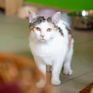 Frotka,  Mixed Breed for adoption at Schronisko Skałowo