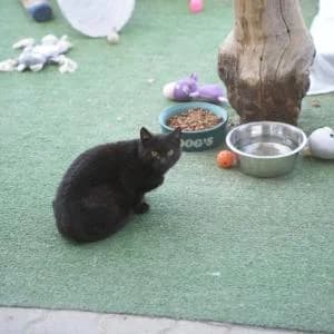 Bursztynka,  Mixed Breed for adoption at Schronisko Skałowo