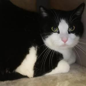 Daniela,  Mixed Breed for adoption at Schronisko Skałowo