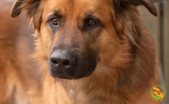 Max, Mixed Breed (Schronisko Skałowo)
