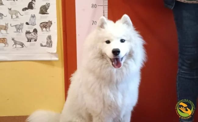 Sila, Mixed Breed (Schronisko Skałowo)